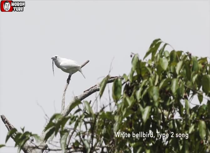 Video :The dead can be roused by the white araponga's singing!